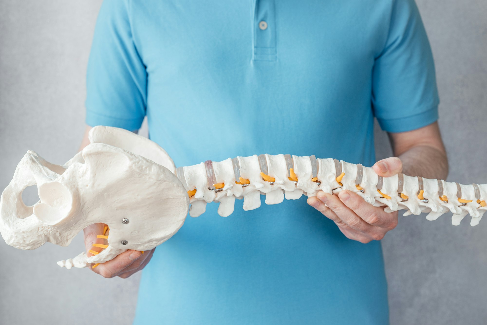 Physiotherapist holding spine model in the clinic